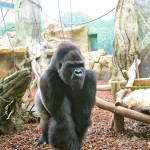 Gorille du Zoo d'Amnéville