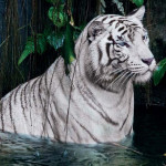 Tigre du Zoo d'Amnéville