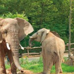 Elephants du Zoo d'Amnéville